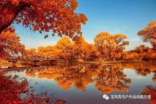 紫薇树不开花可以挖断根吗？